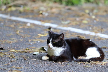 駐車場にいる白黒の野良猫
