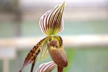 gro&szlig;e Bulbophyllum Orchidee