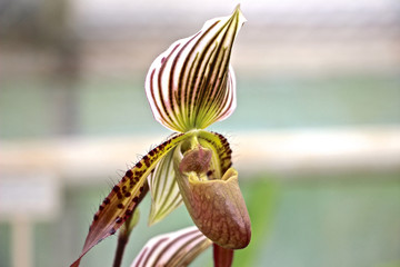 große Bulbophyllum Orchidee