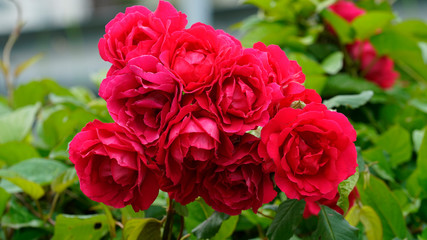 Red rose at garden in May