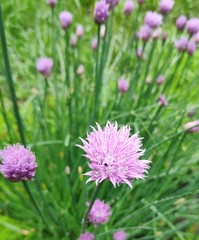 Fototapeta premium pink cosmos flower