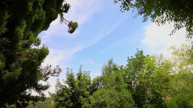 Timelapse of Cloudy sky and trees in Jerusalem Forest, Israel
