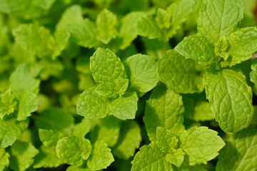 Moroccan mint