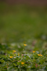 Ficaria ranunculoides flower in the field in spring