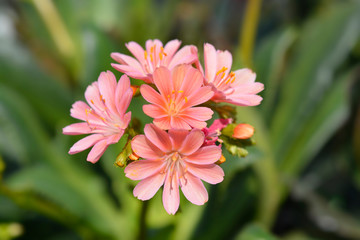 Siskiyou lewisia Mountain Dreams