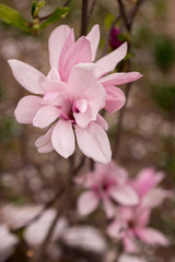 Pink magnolia flower blooming in spring 