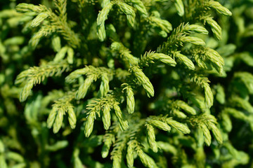 Japanese cedar Globosa Nana