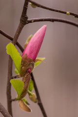Magnolia bud blooming in spring 