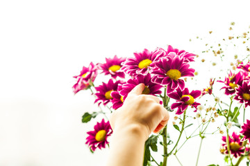 chrysanthemums, petals, flora, beauty, bouquet, interior, gift, grass, house, girl's hand, touch, smell, compose