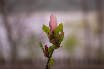 Magnolia bud blooming in spring 