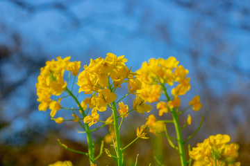 菜の花畑