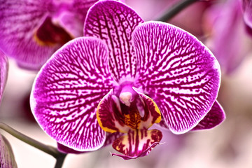 pinke Phalaenopsis Orchidee