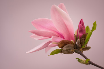 Magnolia flower blooming in spring season