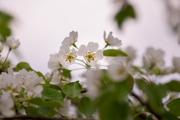 Tree flowers blooming in spring
