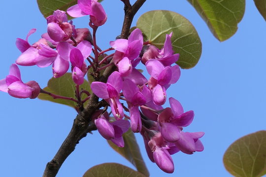 Judasbaum Bl&uuml;ten