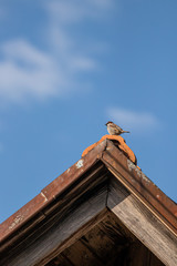 House sparrow sitting on top of rooftop