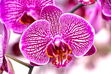 pinke Phalaenopsis Orchidee