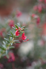 Rosemary grevillea