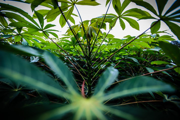 Dew drops on cassava leaves in the morning