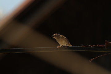 Female house sparrow sitting electric cable