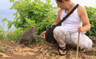 Macaque monkey stealing from tourist at Uluwatu