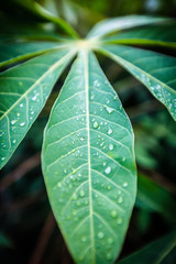 Dew drops on cassava leaves in the morning