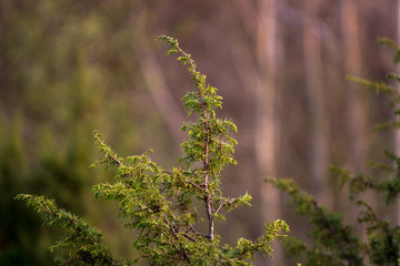 Conifer leaves in the natural light at sunset