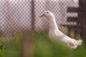 The domestic duck sitting in the yard 