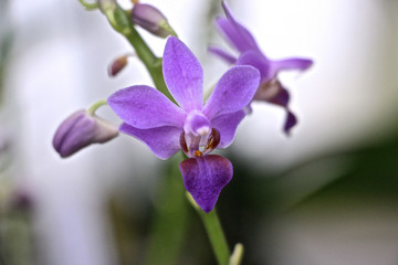 lila Cattleya Orchidee