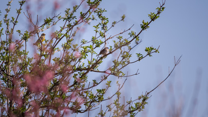 Tree flowers blooming in spring