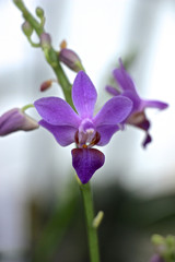 lila Cattleya Orchidee
