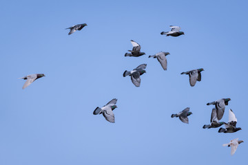 Flock of pigeons flying in the sky
