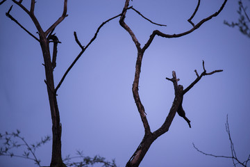 Abstract photo of a dead tree