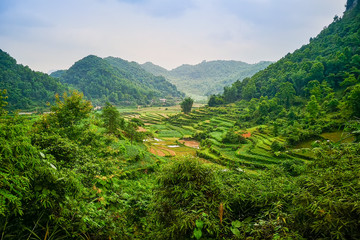 Fototapeta na wymiar typical Vietnamese landscape in spring with rice fields