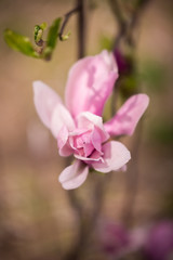 Magnolia flower blooming in spring season
