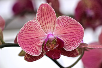 rosa Phalaenopsis - rosa Schmetterlingsorchidee 