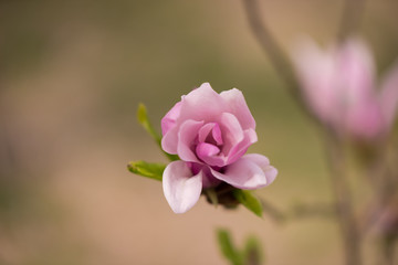 Magnolia flower blooming in spring season