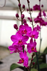 Phalaenopsis - Orchideen Strang 