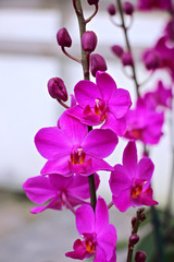 Fototapeta na wymiar Phalaenopsis - Orchideen Strang 