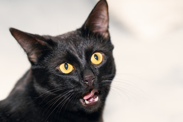 Portrait of a black cat with his mouth ajar against a light background