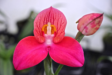 pinke Orchidee