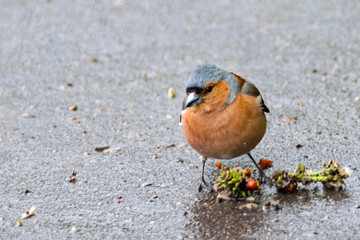Cute finch eats seeds