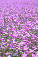 Fototapeta premium 麦なでしこ
