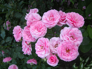 light pink flowers of decorative roses