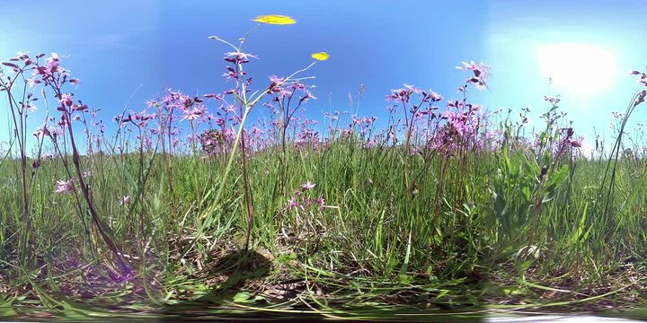 360VR, Feld mit bl&uuml;henden Kuckucks-Lichtnelken, Silene flos-cuculi, Samenerzeugung, Naturschutz, Landwirtschaft, VR360