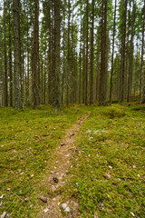 Obraz premium footpath in the forest