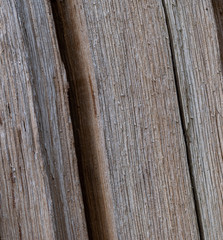 Texture of wood of split tree