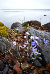 Beautiful flowers in the lakeshore