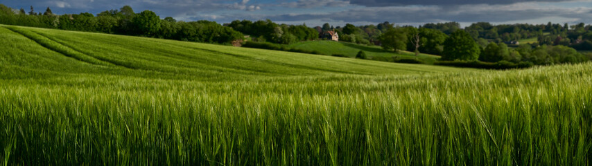 Obraz na płótnie Canvas Panoramic view of wheat growing in farmers field