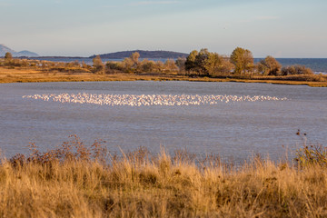 Huge flock of pelicans are resting on shoal at Lake Karatza Dimou Aigeirou near village of Fanari,...